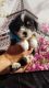 Maltipoo Puppies for sale in Whittier, CA, USA. price: $399