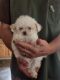 Maltipoo Puppies for sale in Everett, WA 98201, USA. price: $1,400