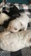 Maltipoo Puppies for sale in Orlando, FL, USA. price: $2,500