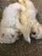 Maltipoo Puppies for sale in Berwick, ME, USA. price: $2,500