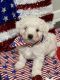 Maltipoo Puppies for sale in Sulphur Springs, TX 75482, USA. price: NA