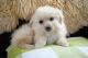 Maltipoo Puppies for sale in Sugar City, ID, USA. price: NA
