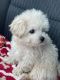 Maltipoo Puppies for sale in West Bloomfield Township, MI, USA. price: $6,500