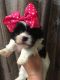 Maltipoo Puppies for sale in Avoca, MI 48006, USA. price: $1,200