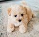 Maltipoo Puppies for sale in Hollywood, Los Angeles, CA, USA. price: $850
