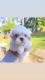 Maltipoo Puppies for sale in Fayetteville, NC, USA. price: $1,000