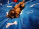 Maltipoo Puppies for sale in 603 Engman St, Clearwater, FL 33755, USA. price: $2,750