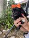 Maltipoo Puppies for sale in Frostproof, FL 33843, USA. price: NA