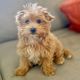 Maltipoo Puppies for sale in New Jersey Turnpike, Kearny, NJ, USA. price: $600