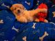 Maltipoo Puppies for sale in 603 Engman St, Clearwater, FL 33755, USA. price: $1,900