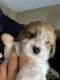 Maltipoo Puppies for sale in Denver, CO 80012, USA. price: NA