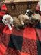Maltipoo Puppies for sale in Montclair, CA 91710, USA. price: NA