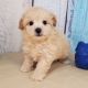 Maltipoo Puppies for sale in Rancho Cucamonga, CA, USA. price: $2,000