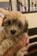 Maltipoo Puppies for sale in Lakewood, CA 90712, USA. price: NA