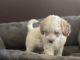 Maltipoo Puppies for sale in Irvine, CA, USA. price: $1,500