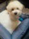 Maltipoo Puppies for sale in Spring, TX 77373, USA. price: NA