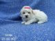 Maltipoo Puppies for sale in Whittier, CA, USA. price: $599