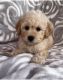 Maltipoo Puppies for sale in Culver City, CA, USA. price: NA