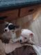 Maltipoo Puppies for sale in Sealy, TX 77474, USA. price: NA