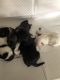 Maltipoo Puppies for sale in Lillington, NC 27546, USA. price: $600
