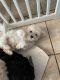 Maltipoo Puppies for sale in Glendale, AZ 85308, USA. price: $1,000