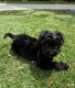 Maltipoo Puppies for sale in Menifee, CA, USA. price: $500