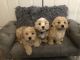Maltipoo Puppies for sale in Phoenix, AZ, USA. price: $2,000