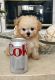 Maltipoo Puppies for sale in Jacksonville, FL, USA. price: NA