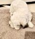 Maltipoo Puppies for sale in Fontana, CA, USA. price: $600