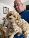 Maltipoo Puppies for sale in San Francisco, CA, USA. price: $500