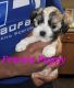Maltipoo Puppies for sale in Arlington, TX 76006, USA. price: NA