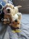 Maltipoo Puppies for sale in Show Low, AZ 85901, USA. price: NA