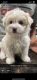 Maltipoo Puppies for sale in Visalia, CA, USA. price: $750