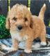 Maltipoo Puppies for sale in Massachusetts Ave, Halifax, NS B3K, Canada. price: $700