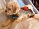 Maltipoo Puppies for sale in Glendora, CA, USA. price: $700