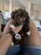 Maltipoo Puppies for sale in Katy, TX, USA. price: $1,500