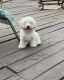 Maltipoo Puppies for sale in Forney, TX 75126, USA. price: $800