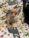 Maltipoo Puppies for sale in Durham, NC, USA. price: $800