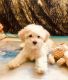 Maltipoo Puppies for sale in Glendora, CA, USA. price: $800