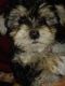 Maltipoo Puppies for sale in Tumtum, WA, USA. price: $1,800