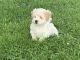 Maltipoo Puppies for sale in Auburndale, WI 54412, USA. price: NA