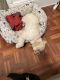 Maltipoo Puppies for sale in Freeport, NY, USA. price: $1,200