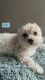 Maltipoo Puppies for sale in Gilroy, CA 95020, USA. price: NA