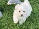 Maltipoo Puppies for sale in Auburndale, WI 54412, USA. price: NA