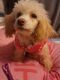 Maltipoo Puppies for sale in 2229 S 67th St, Philadelphia, PA 19142, USA. price: $1,000