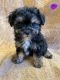 Maltipoo Puppies for sale in Calgary, AB, Canada. price: NA