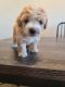 Maltipoo Puppies for sale in Bakersfield, CA, USA. price: $450