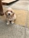 Maltipoo Puppies for sale in New York, NY, USA. price: $200