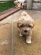 Maltipoo Puppies for sale in New York, NY, USA. price: $200