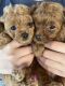 Maltipoo Puppies for sale in Richmond, TX, USA. price: NA